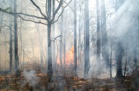 Prescribed Burn at Sandy Creek